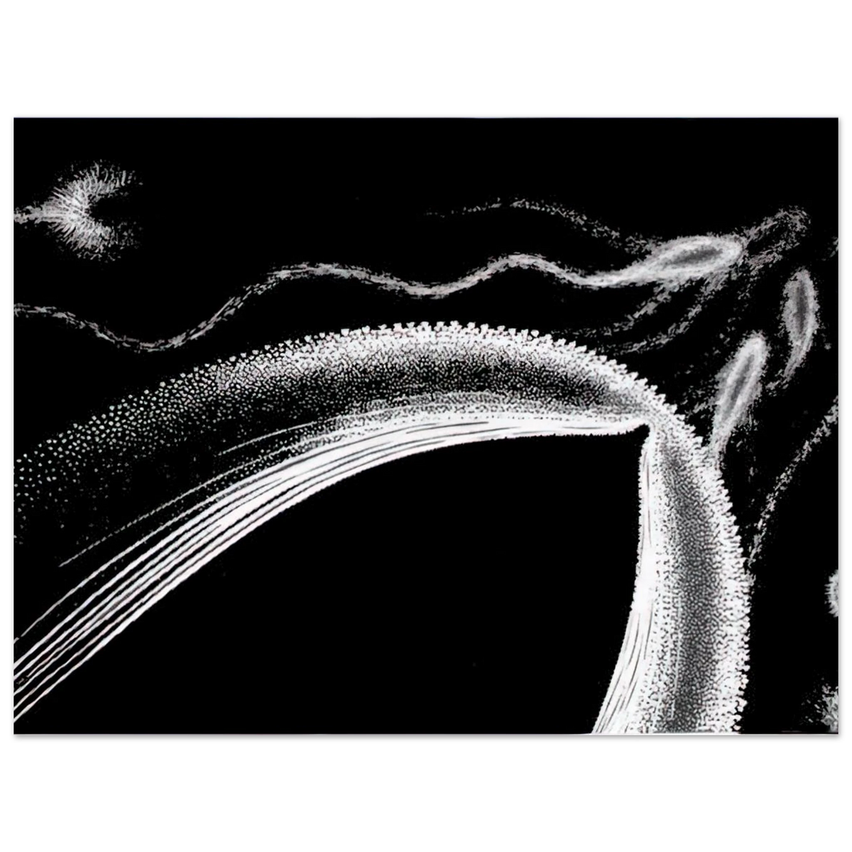 Dolphins by M.C. Escher – art poster