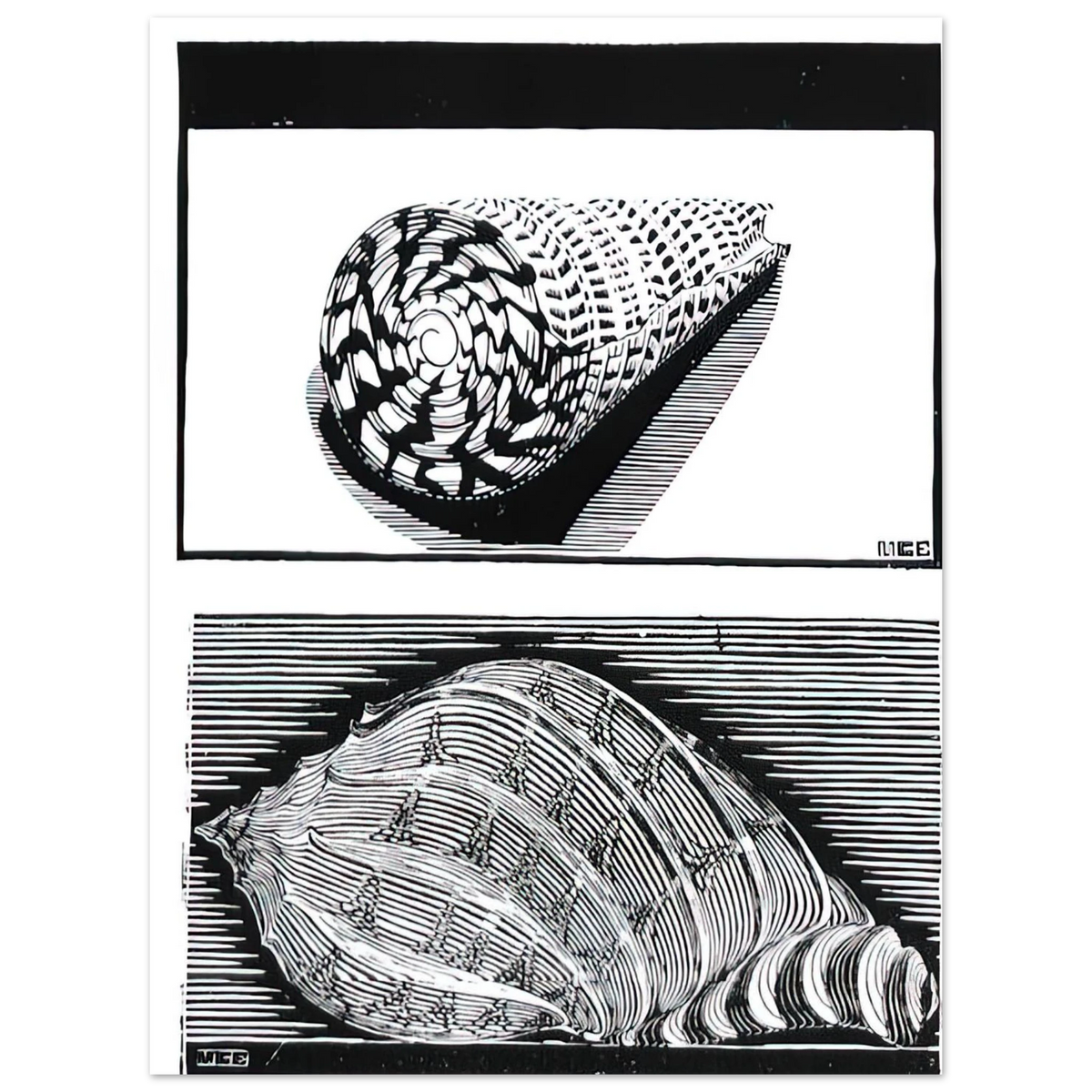 Sea Shells by M.C. Escher – art poster, view 2