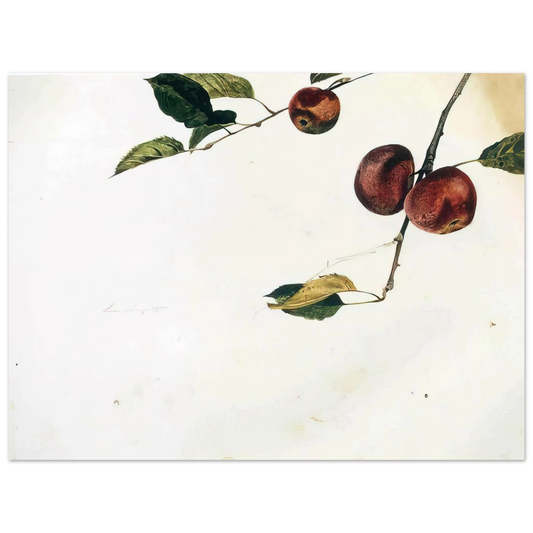 Apples On A Bough Study Before Picking by Andrew Wyeth – art poster, view 2
