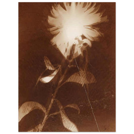 Untitled [flower] by Laszlo Moholy-Nagy – art poster, view 2