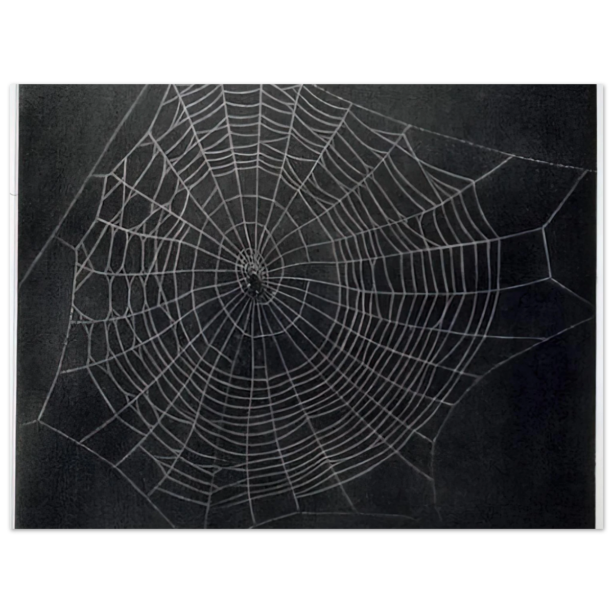 Untitled Spider Web by Vija Celmins (2000) – art poster, view 2