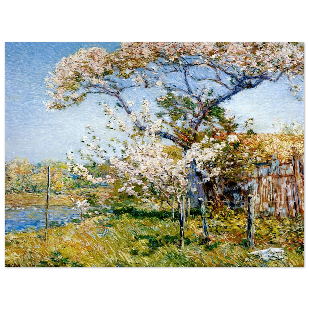 Apple Trees In Bloom, Old Lyme by Childe Hassam – art poster