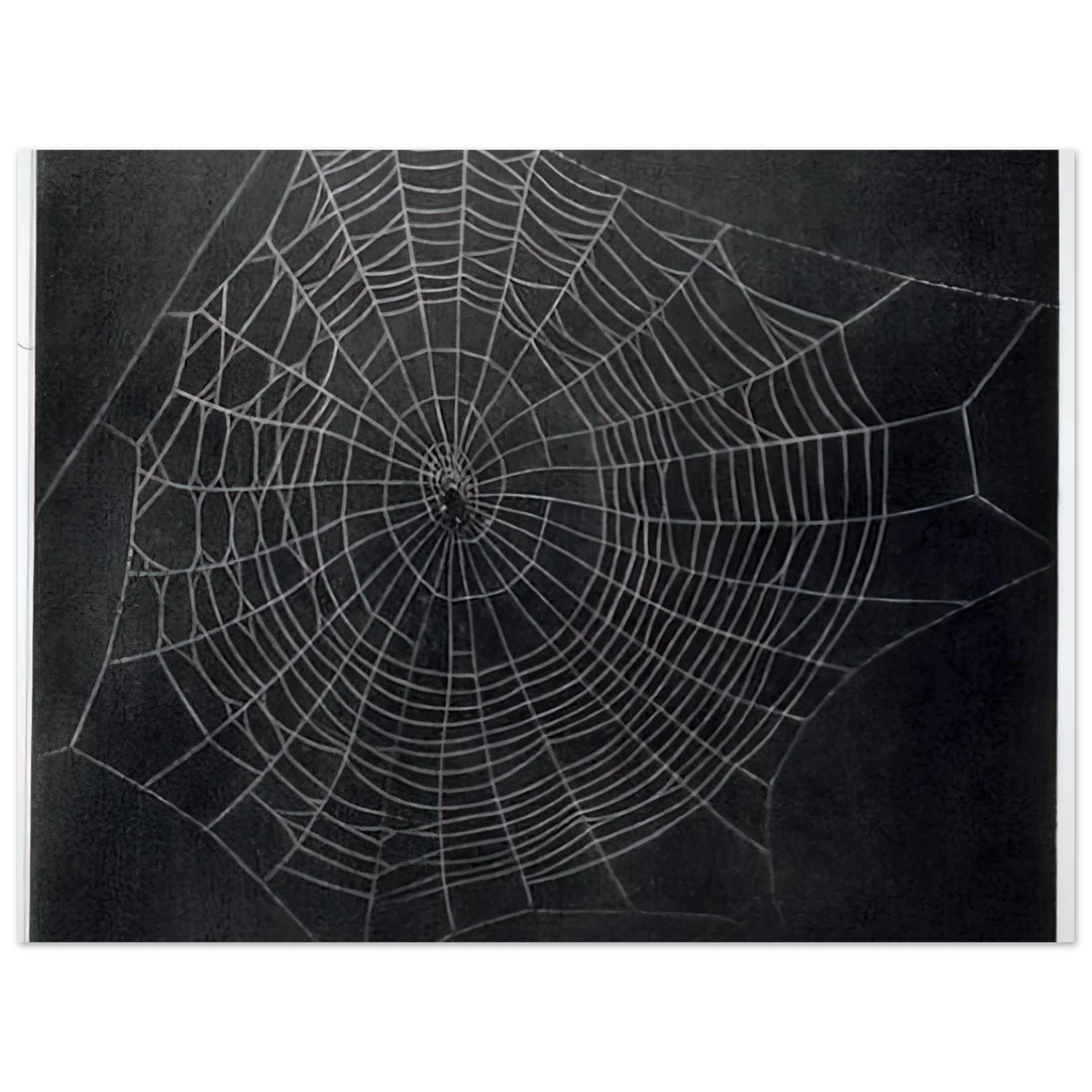 Untitled Spider Web by Vija Celmins (2000) – art poster