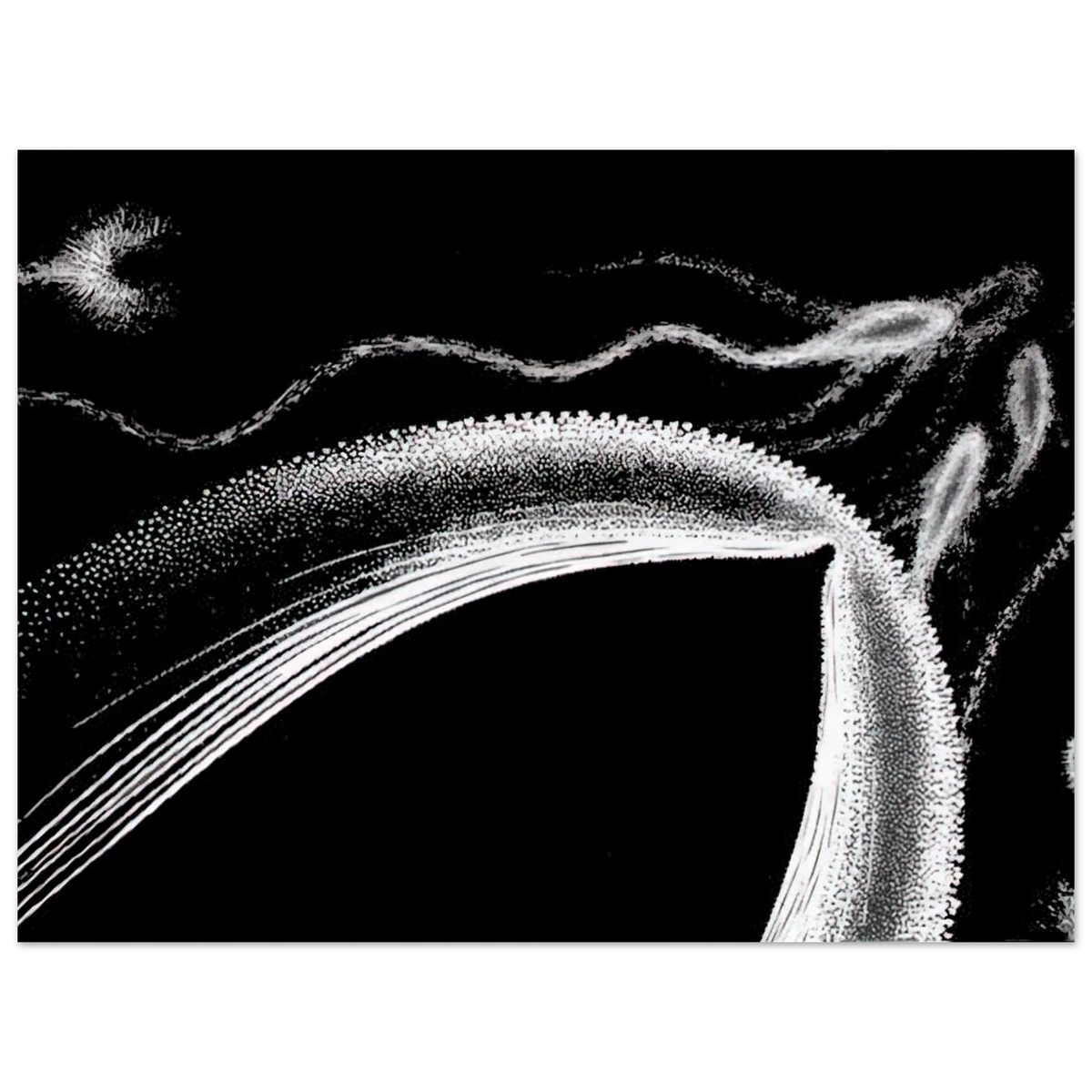 Dolphins by M.C. Escher – art poster, view 2