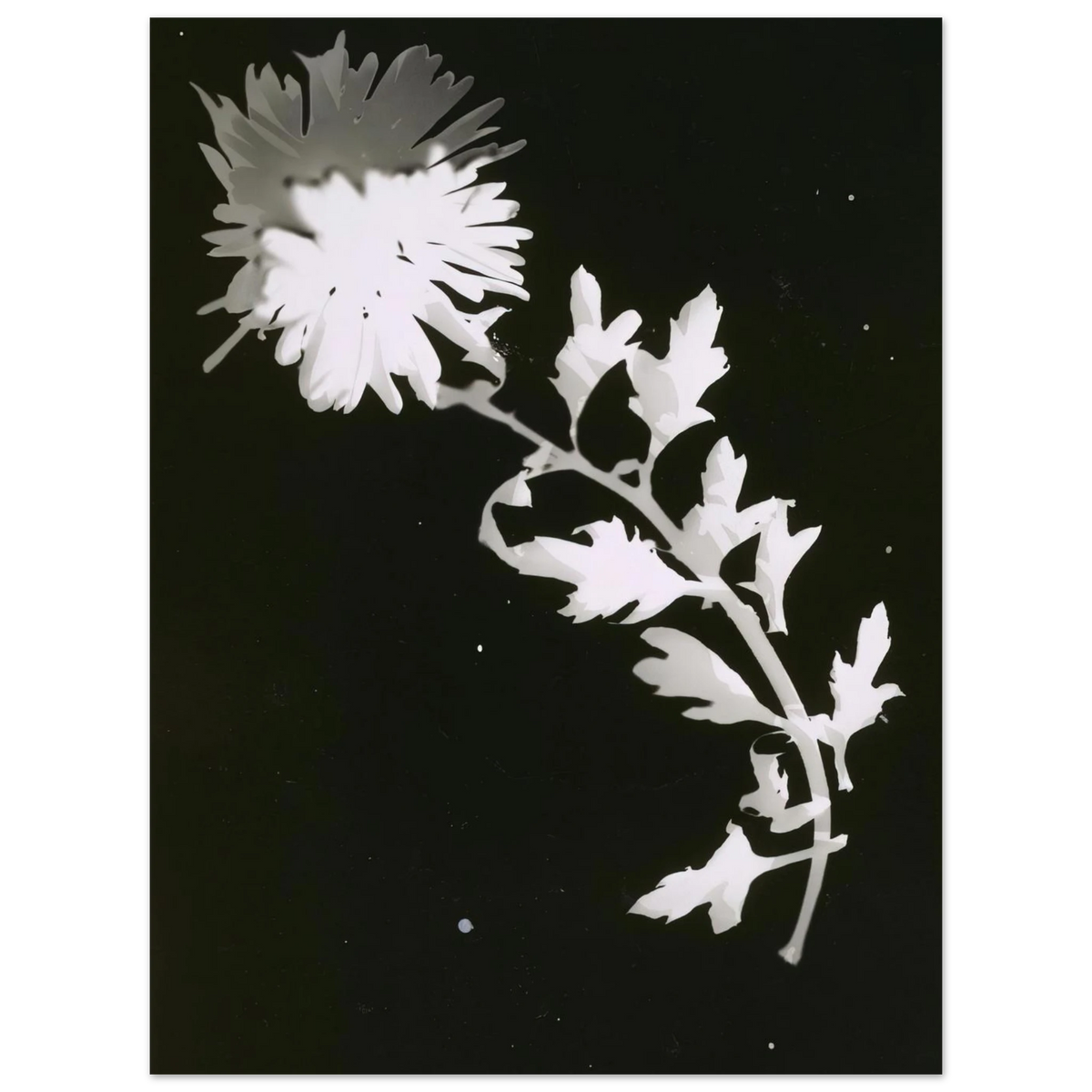 Flower by Laszlo Moholy-Nagy – art poster, view 2