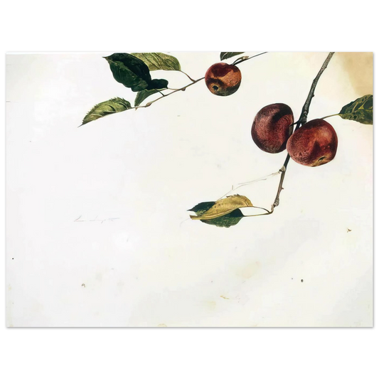 Apples On A Bough Study Before Picking by Andrew Wyeth – art poster