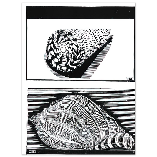 Sea Shells by M.C. Escher – art poster