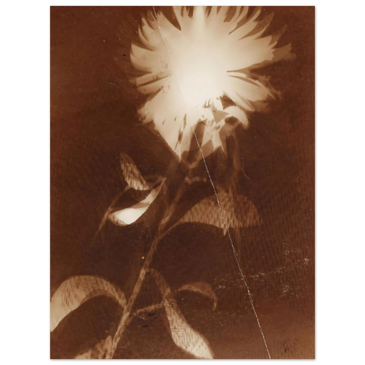 Untitled [flower] by Laszlo Moholy-Nagy – art poster