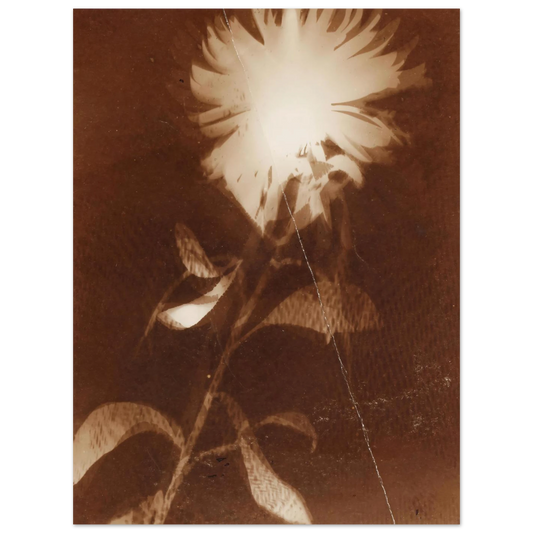 Untitled [flower] by Laszlo Moholy-Nagy – art poster
