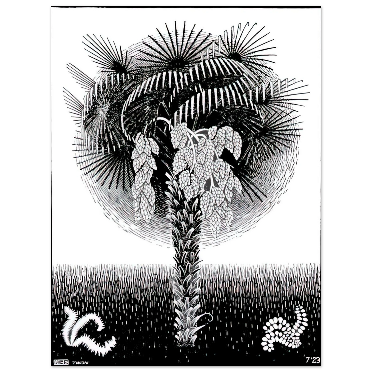 Palm Tree by M.C. Escher – art poster